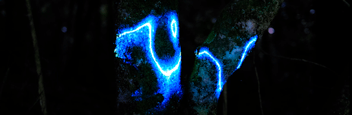 Digital Bioluminescence